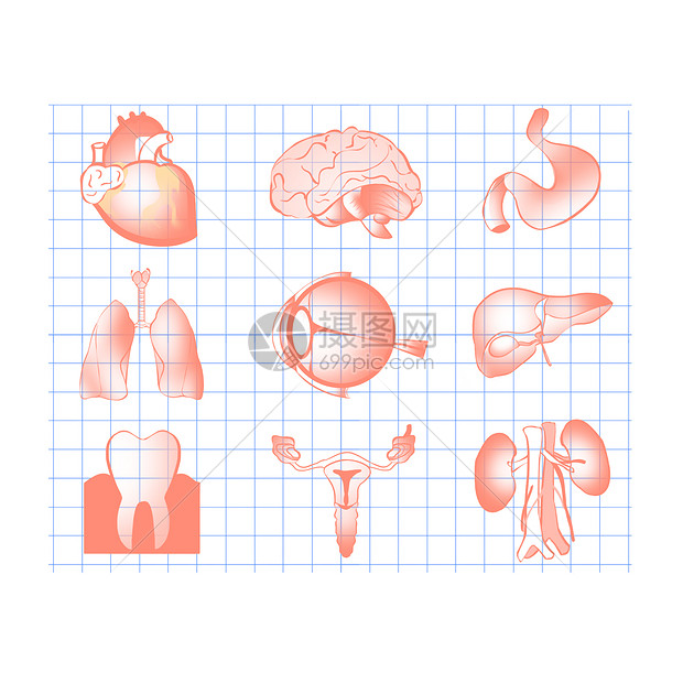 人体器官内脏合集手绘插画图片