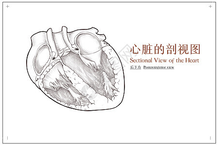 心脏剖视图后下方医疗插画图片