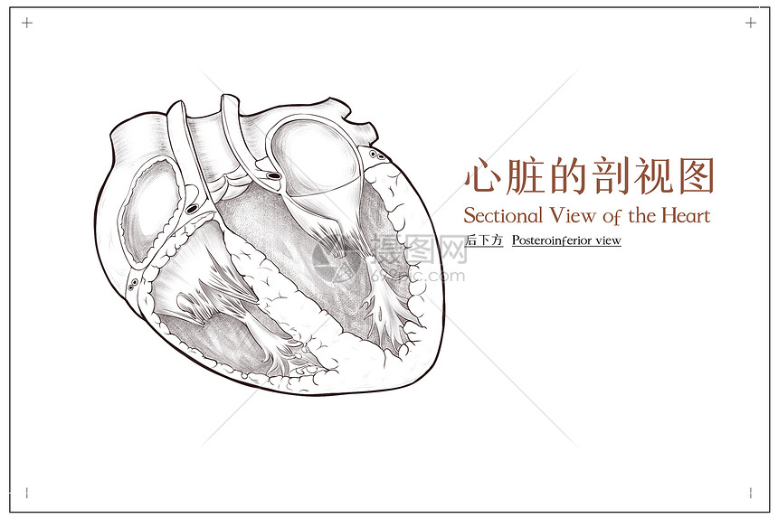 心脏剖视图后下方医疗插画