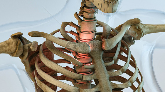 3D人体骨架图片