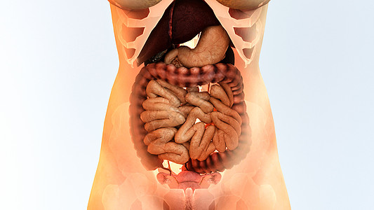肠道消化3D消化系统设计图片