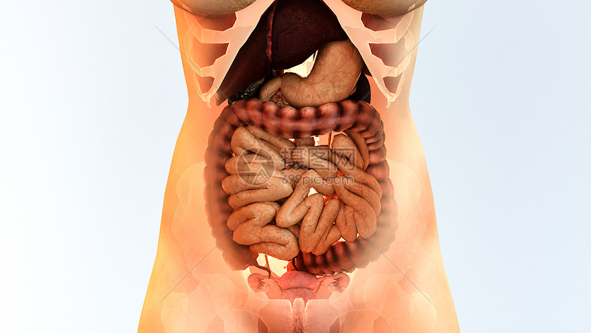 3D消化系统图片