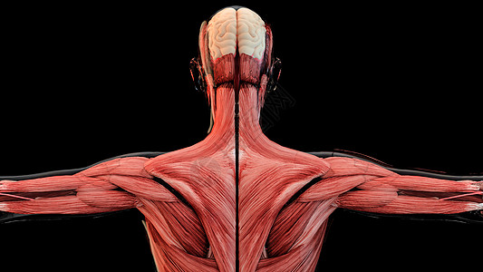 3d人体模型图片 3d人体模型素材 3d人体模型高清图片 摄图网图片下载