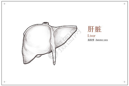 腹部肝脏医疗插画背景图片