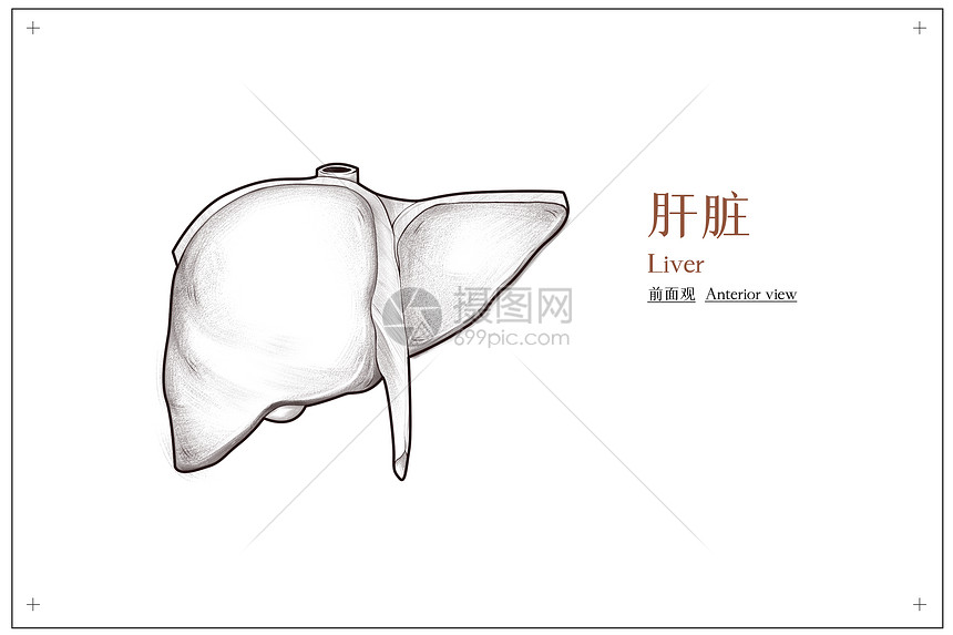 腹部肝脏医疗插画图片