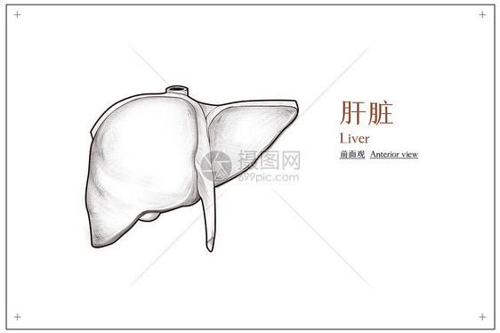 腹部肝脏医疗插画图片