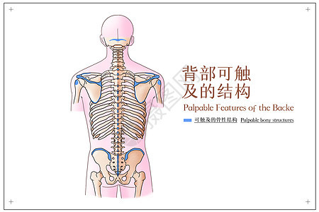 背部可触及的结构医疗插画骨骼高清图片素材
