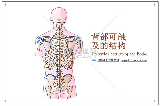 背部可触及的结构医疗插画图片