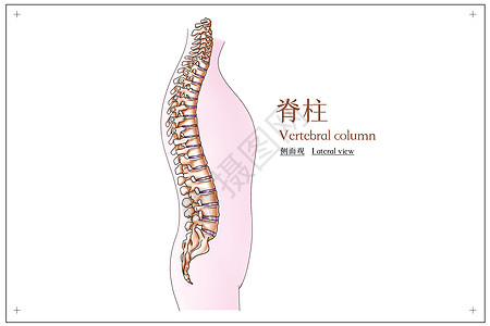 脊柱医疗脊柱侧面观医疗插画插画