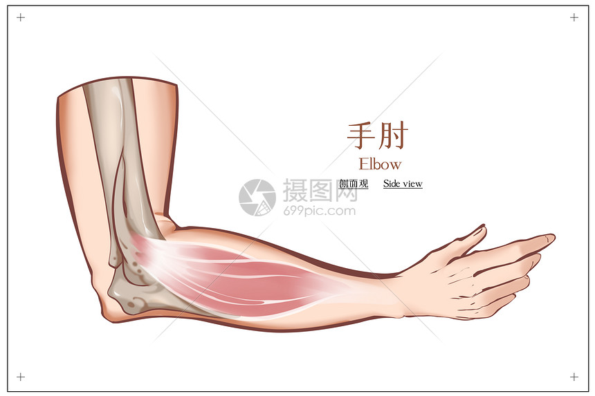 手肘结构侧面观图片