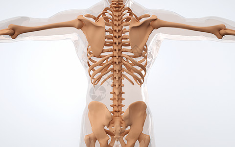 人体背部骨骼结构图片