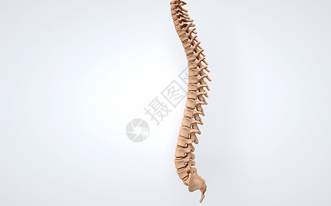 人体侧面骨骼结构人体脊柱设计图片