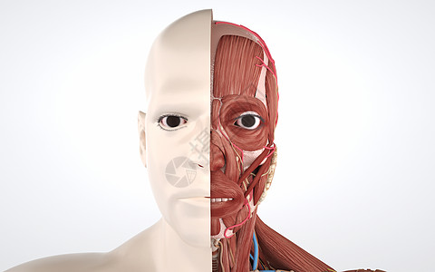 人体脸部结构高清图片