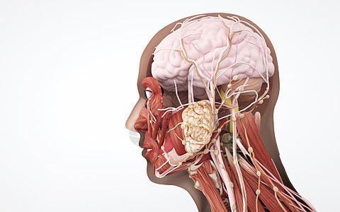 人体头部侧面结构组织背景图片