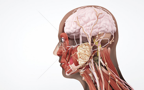 人体头部侧面结构组织图片
