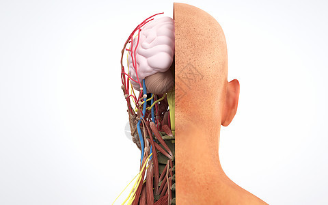 人体头部后剖面结构背景图片