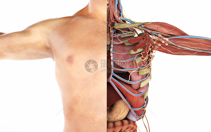 人体胸部剖面结构图片