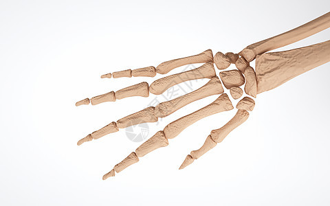 人体手掌关节结构图片