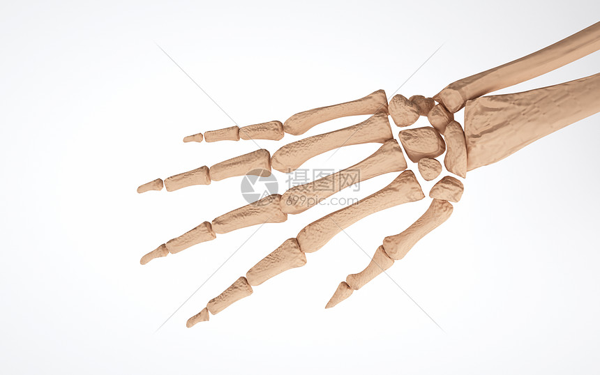 人体手掌关节结构图片
