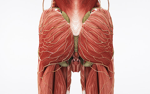 人体臀部肌肉组织图片