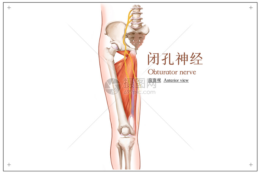 闭孔神经前面观医疗插画图片