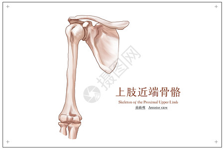 解剖上肢近端骨骼前面观医疗插画插画