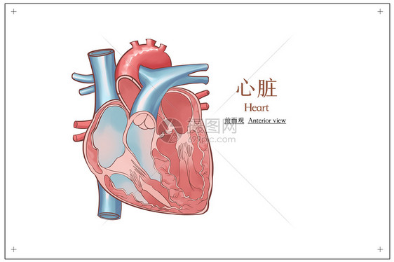 心脏解剖医疗插画图片