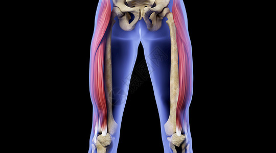 X光人体骨骼肌肉场景图片