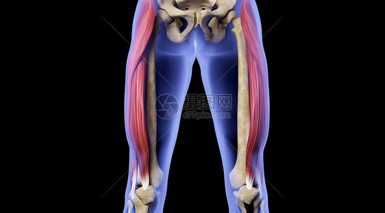 X光人体骨骼肌肉场景图片