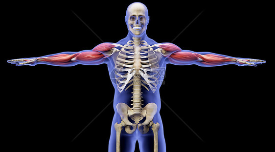 X光人体骨骼肌肉场景图片