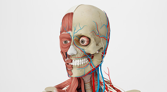 面部肌肉骨骼图片