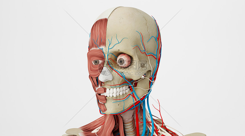 面部肌肉骨骼图片