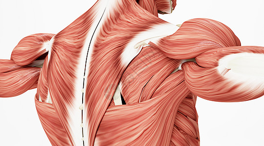 强壮人体骨骼肌肉场景设计图片