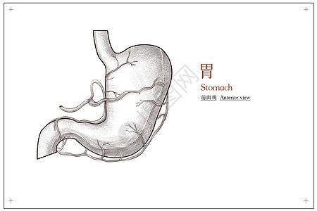 腹部器官胃外部结构前面观医疗插画图片