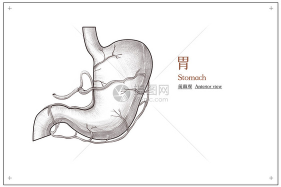 腹部器官胃外部结构前面观医疗插画图片