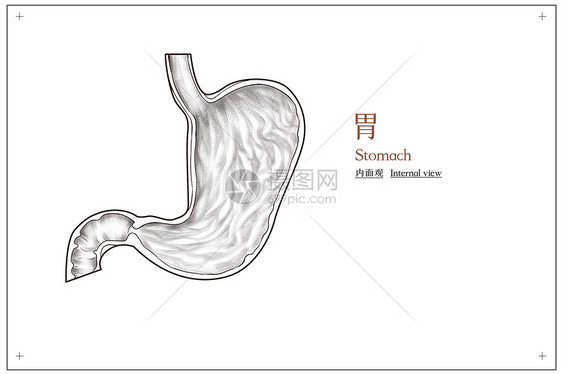 腹部器官胃部结构内面观医疗插画图片