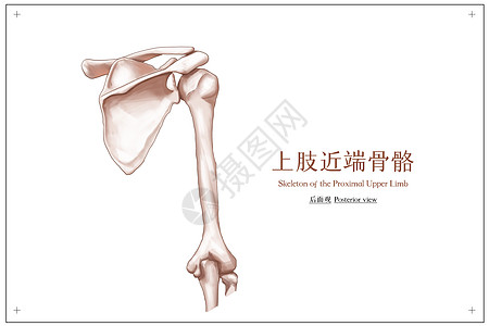 上肢近端骨骼后面观医疗插画高清图片