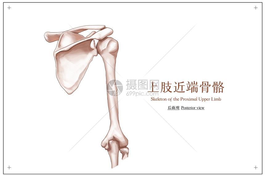 上肢近端骨骼后面观医疗插画图片