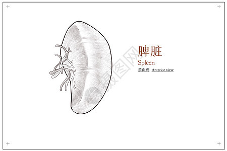 腹部器官脾脏结构前面观医疗插画图片