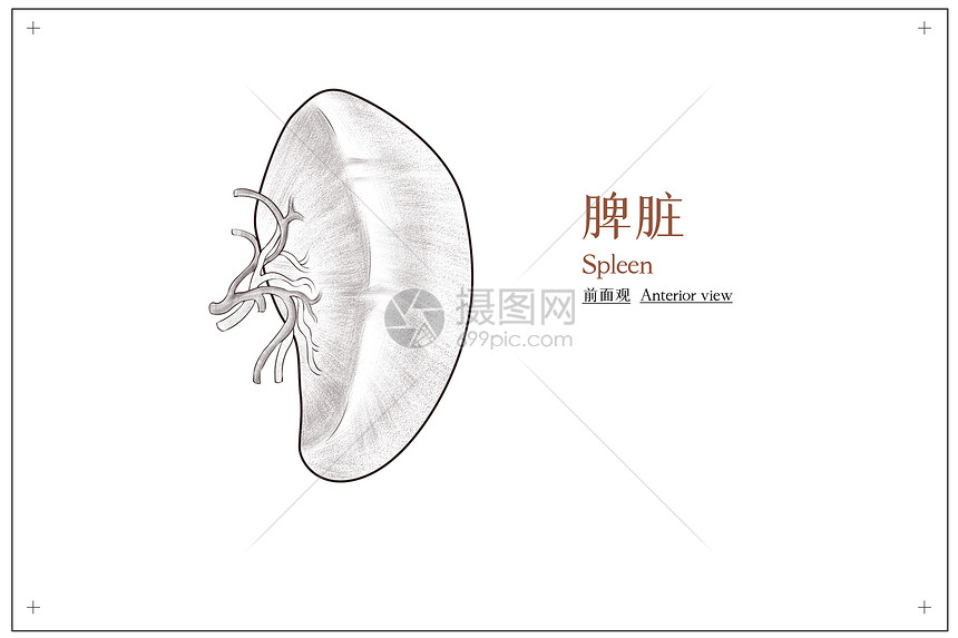 腹部器官脾脏结构前面观医疗插画插画图片下载-正版图片401788310-摄图网