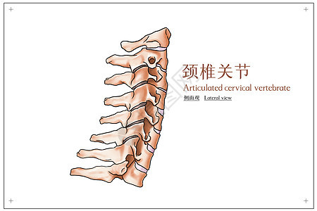 颈椎关节侧面观医疗插画图片