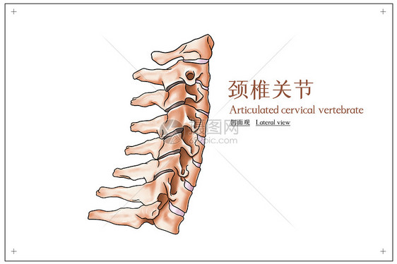 颈椎关节侧面观医疗插画图片