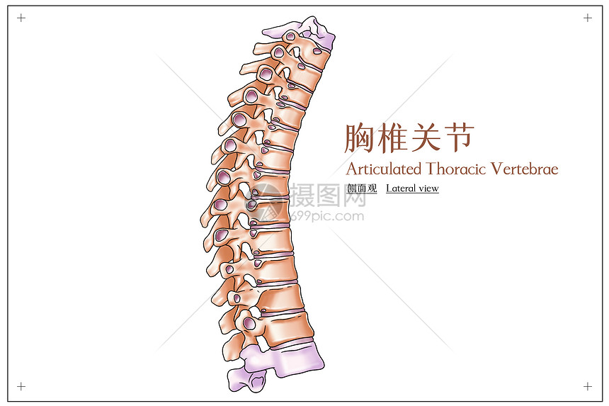 胸椎关节侧面观医疗插画