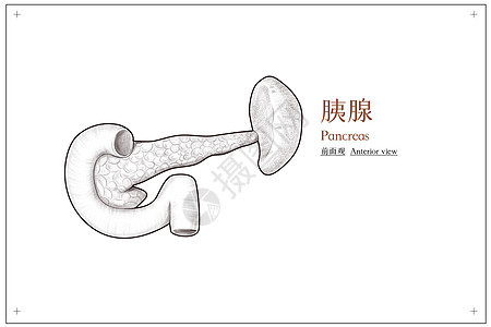腹部器官胰腺结构前面观医疗插画图片