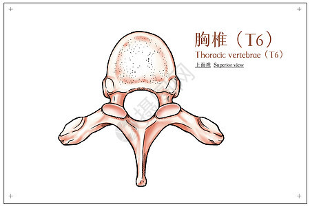 胸椎上面观医疗插画背景图片