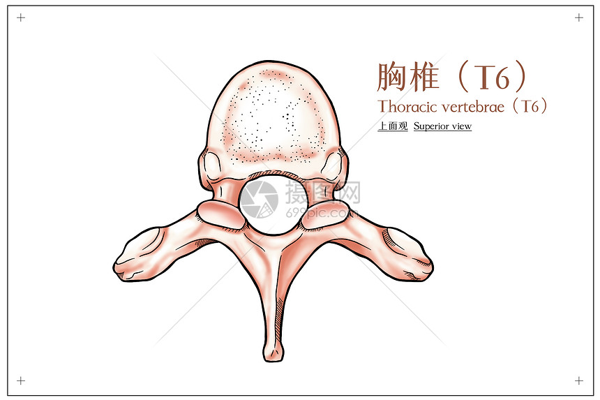 胸椎上面观医疗插画图片