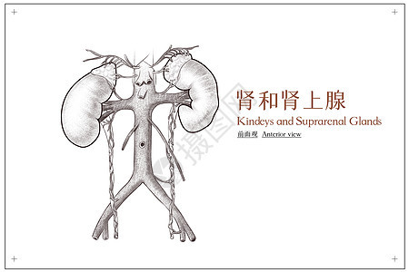 腹部器官肾和肾上腺前面观医疗插画图片