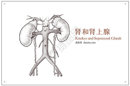 腹部器官肾和肾上腺前面观医疗插画背景图片