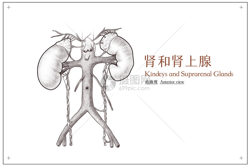 腹部器官肾和肾上腺前面观医疗插画图片