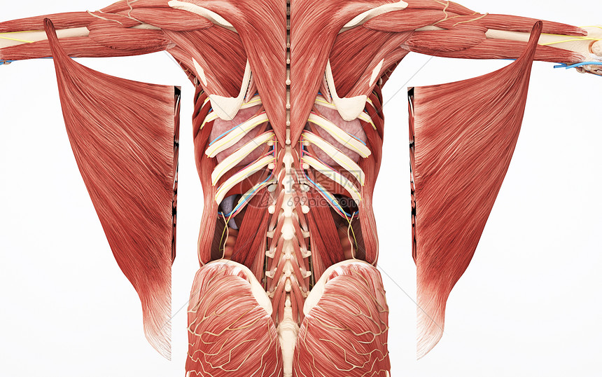 人体背部深浅肌群图片